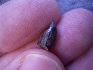 Tescelosaur tooth