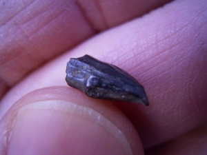 Tescelosaur tooth