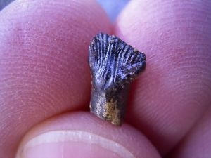 Ankylosaurus tooth