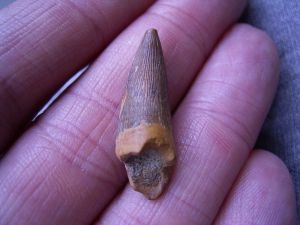 Flying reptile tooth from Russia #2