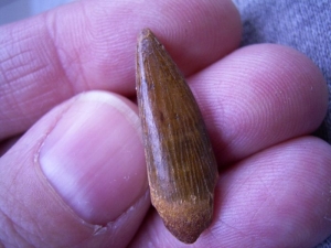 Flying reptile tooth from Russia #2
