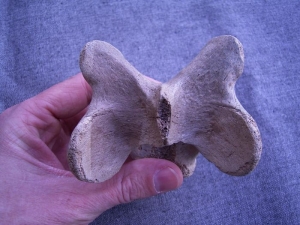 Rhinoceros vertebra #2