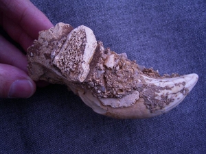 Cave bear tooth embedded in cave sediment