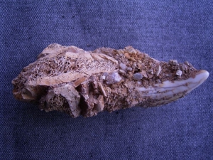 Cave bear tooth embedded in cave sediment