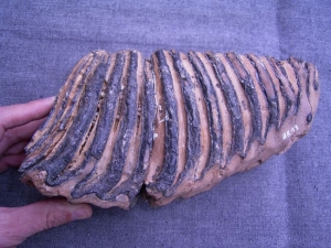 Mammoth tooth from Germany #2