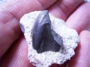 Sandalodus tooth, lower carboniferous
