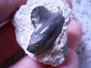 Sandalodus Zahn aus dem Unter-Karbon