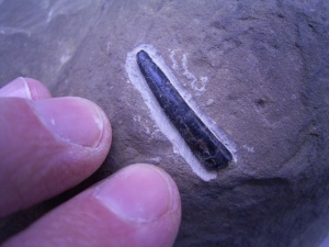 Flying reptile tooth from England
