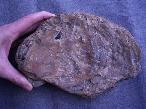 Shark skull Hybodus basanus from England