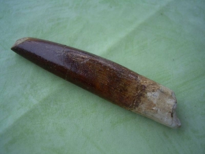 Dinosaur tooth Rebacchisaur