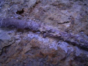 Fisch-Kiefer aus dem Muschelkalk