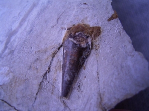 Pterosaur tooth from Mongolia
