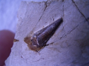 Pterosaur tooth from Mongolia