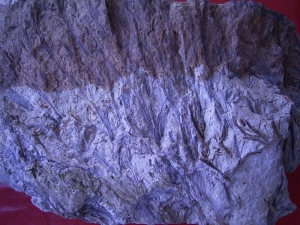 Hyenia slab middle devonian