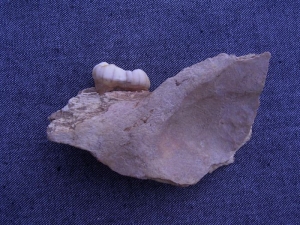 Höhlenbär Kiefer mit Zahn