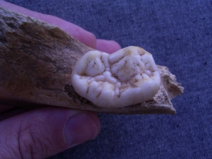 Höhlenbär Kiefer mit Zahn