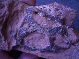 Reptile skull permian age, Sybiria