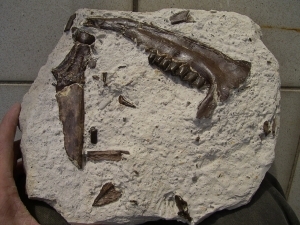 Eocene horse jaw, teeth and bones