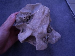 Skull fragment of Megaloceras