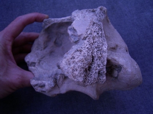 Skull fragment of Megaloceras