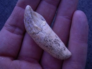 Cave bear incisor tooth