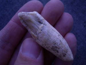 Cave bear incisor tooth