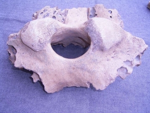 Mammoth skull fragment from Germany