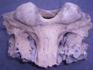 Mammoth skull fragment from Germany