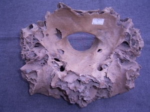 Mammoth skull fragment from Germany