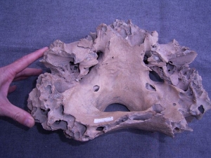 Mammoth skull fragment from Germany