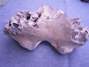 Mammoth skull fragment from Germany