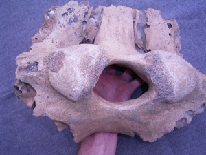 Mammoth skull fragment from Germany