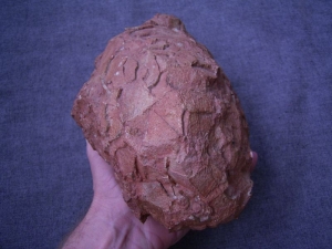 Dinosaur egg from France