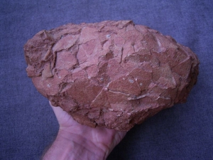 Dinosaur egg from France