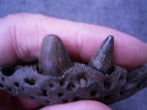 Alligator jaw with two teeth