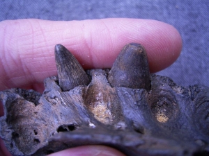 Alligator jaw with two teeth