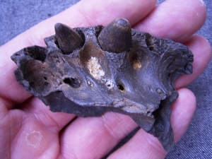 Alligator jaw with two teeth