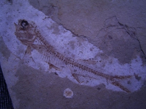 Jurassic Fish and plant from China