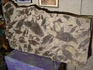 Huge triassic fish slab