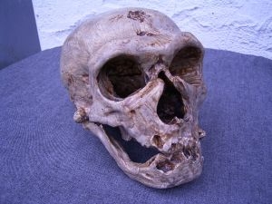Neanderthalerschädel von La Chapelle