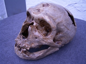 Neanderthalerschädel von La Chapelle