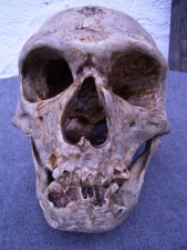 Neanderthalensis skull from La Chapelle