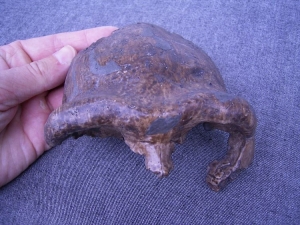 Frontal bone of Peking man