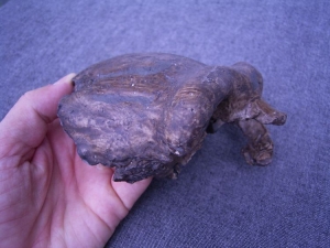 Frontal bone of Peking man