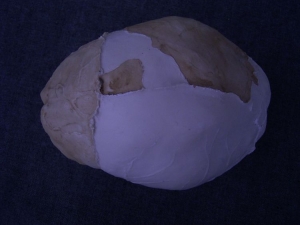 (4) Gehirn-Abguss von Arago XXI