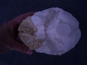 (4) Gehirn-Abguss von Arago XXI