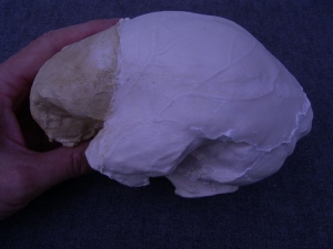 (4) Gehirn-Abguss von Arago XXI