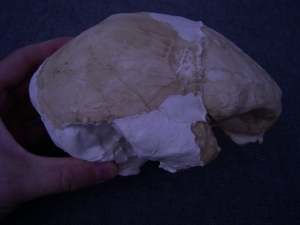 (4) Gehirn-Abguss von Arago XXI