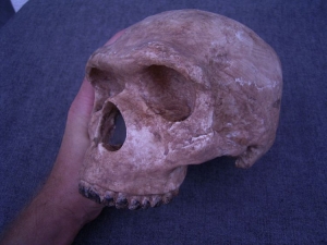 Skull Homo Heidelbergensis (Reconstruction)