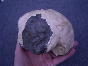(XX) Endocranial cast from the Homo Erectus Reilingensis